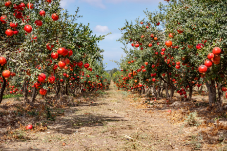 Fruit Trees for Beginners: Tips to Start Your Orchard