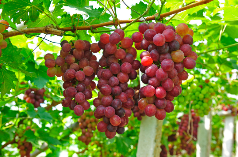 Plant Nursery for Fruit Trees: Everything You Need for a Bountiful Harvest Plant Nursery for Fruit Trees: Everything You Need for a Bountiful Harvest