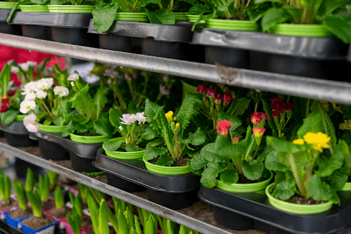 How to Choose the Best Online Plant Nursery in India?