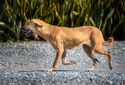 When a Dog’s Back Legs Give Out: Causes, Urgency, and Recovery Paths